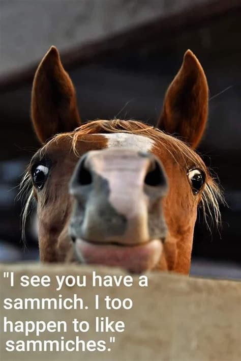 funny horse pics|Funny Horse Pictures 